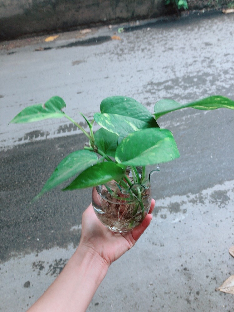 Trầu bà thủy sinh