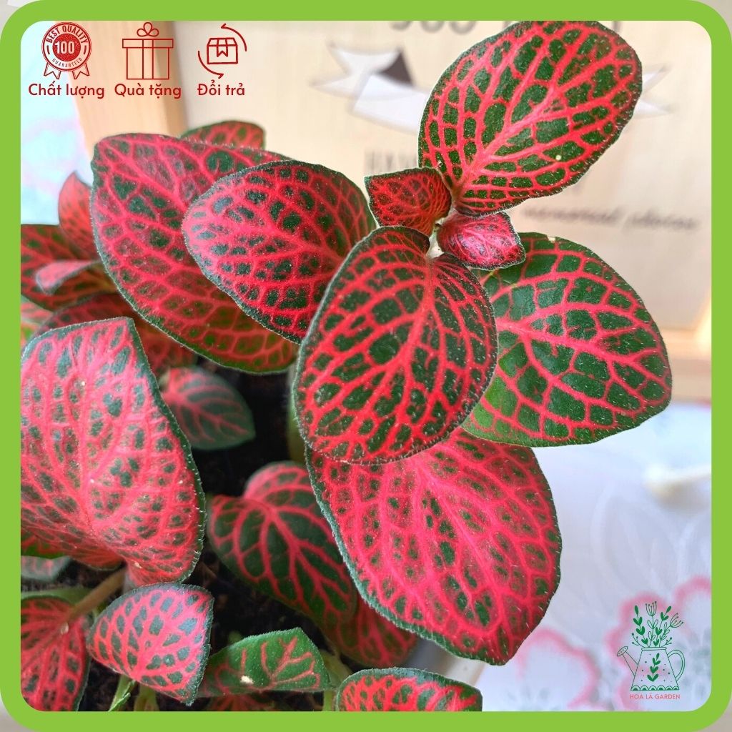 Cây cẩm nhung fittonia nhiều màu (chậu 5cm)
