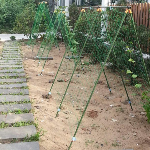 Lưới làm giàn dây leo kích thước 2 x 4m