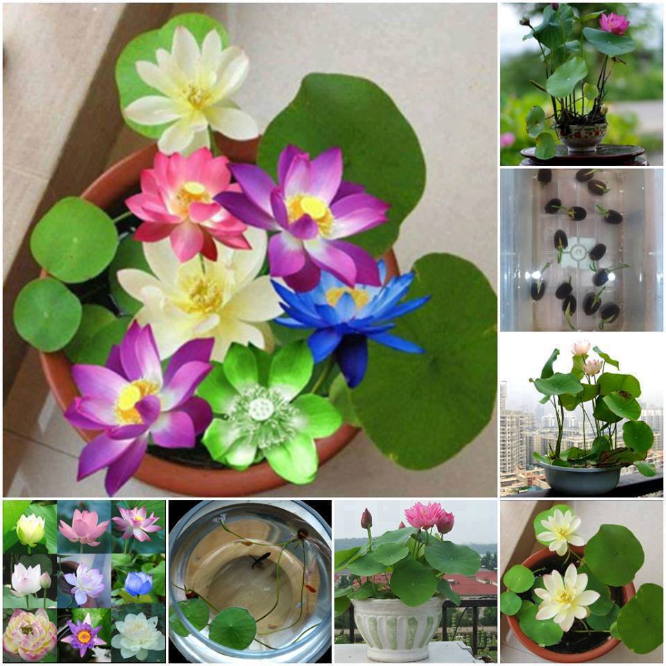 Hạt giống hoa Sen Nhật Mini nhiều màu PSV152 | Phởms Market