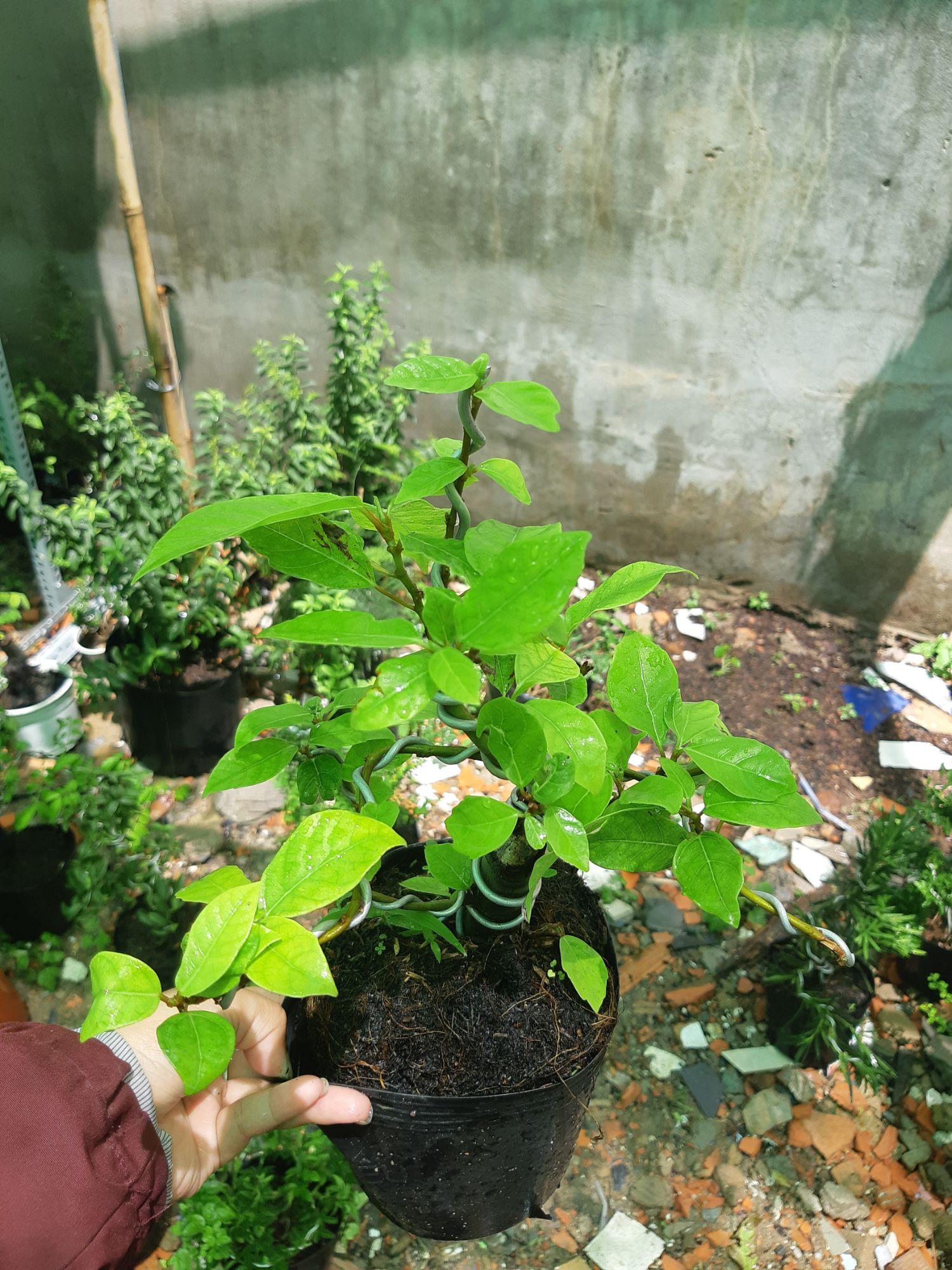 cây sung bonsai mini