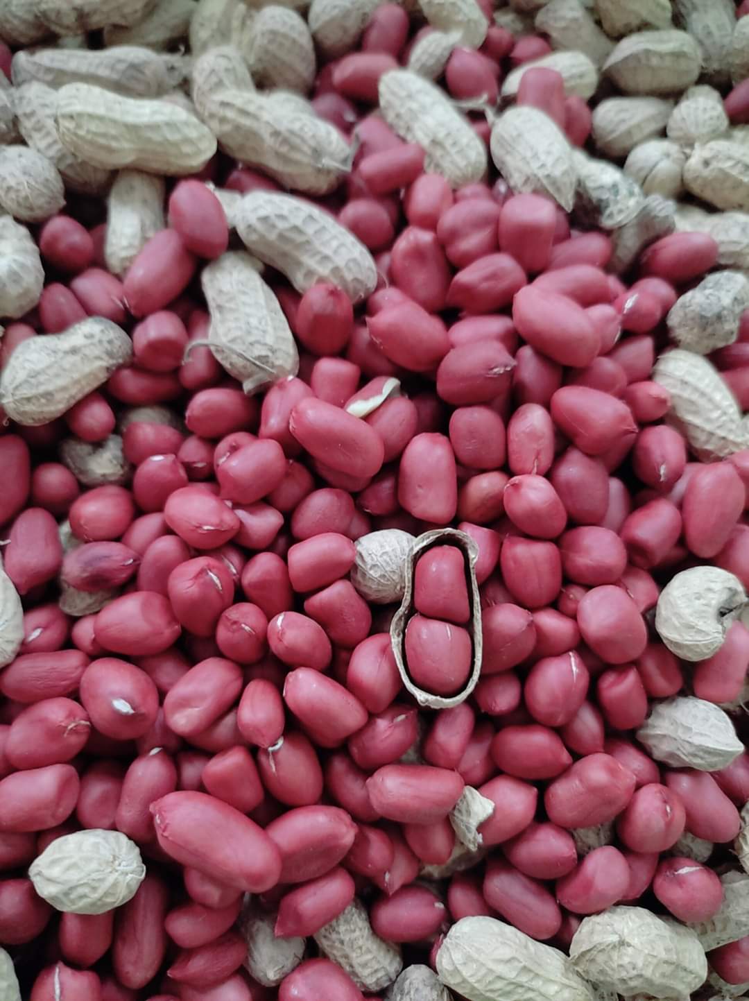 Lạc đỏ (Đậu phộng) bóc tay Giao Thuỷ
