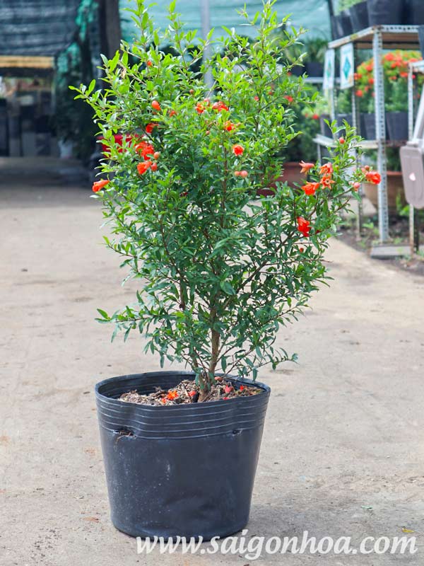 Cây giống LỰU ĐỎ