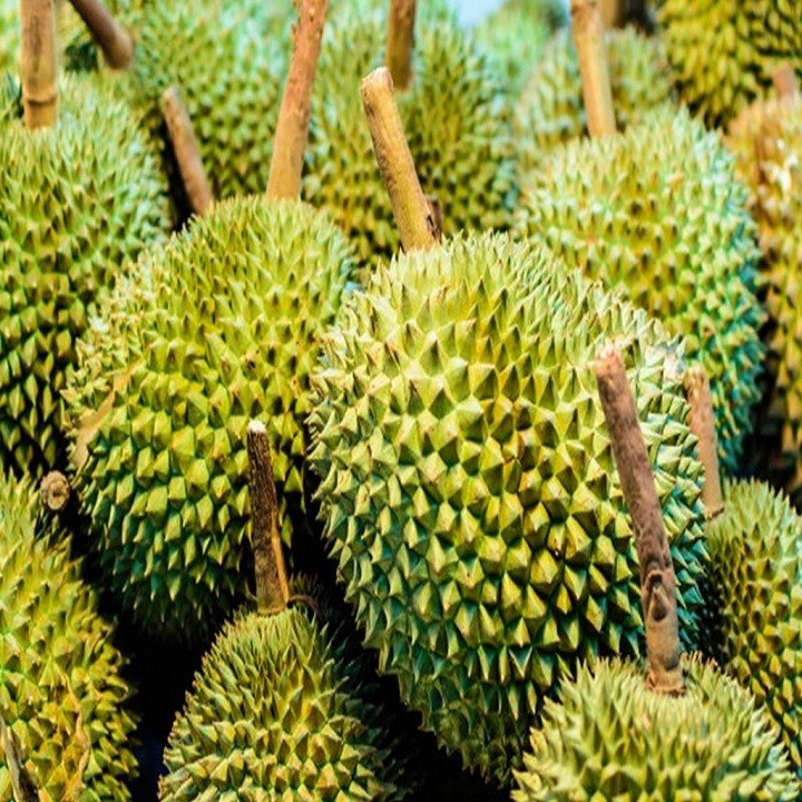 Cây giống sầu riêng Musang King - C99