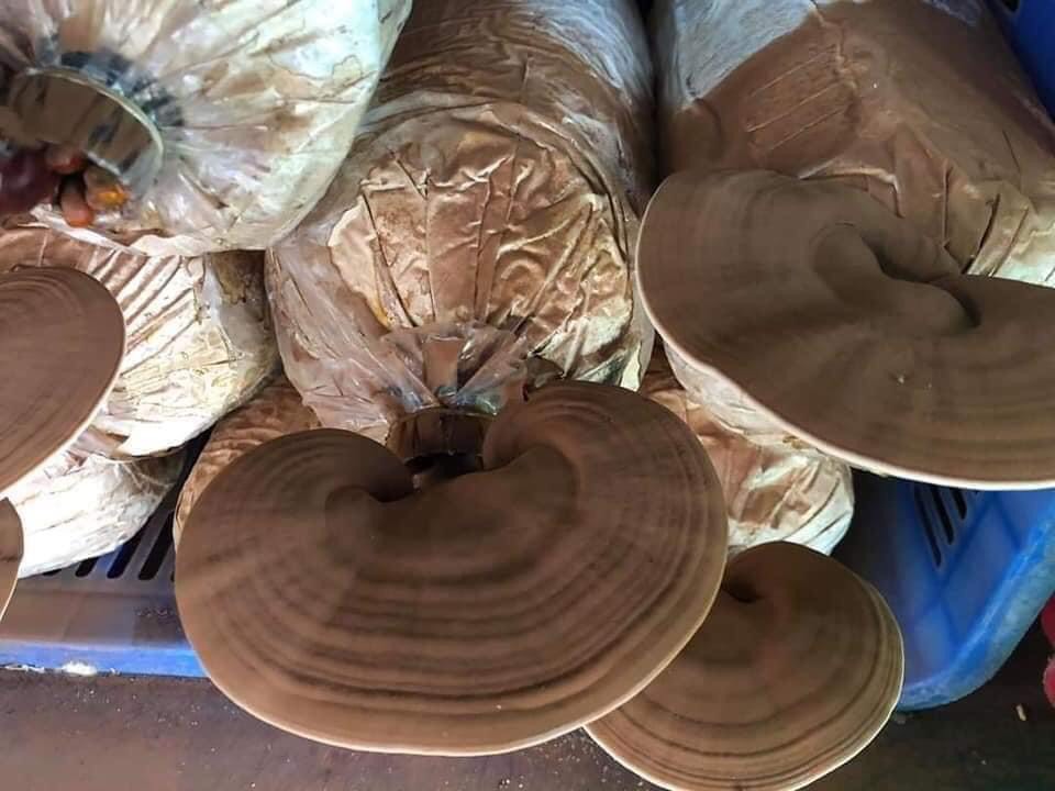 Phôi nấm Linh chi đỏ - (Combo 9 bịch)