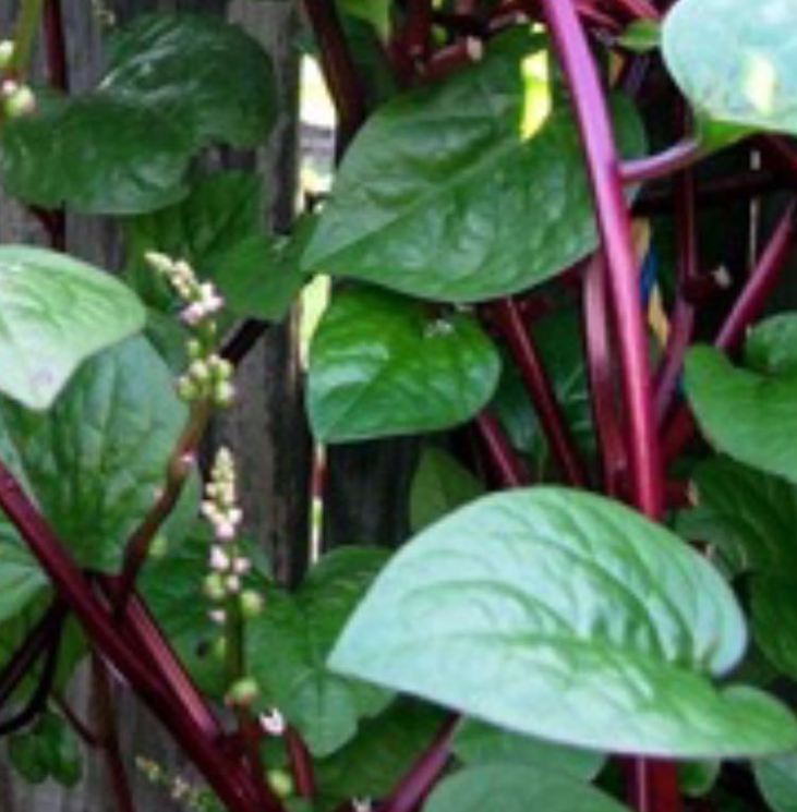 Combo 3 Hạt Giống Rau Mồng Tơi Đỏ Cao Sản - Tặng gói phân bón