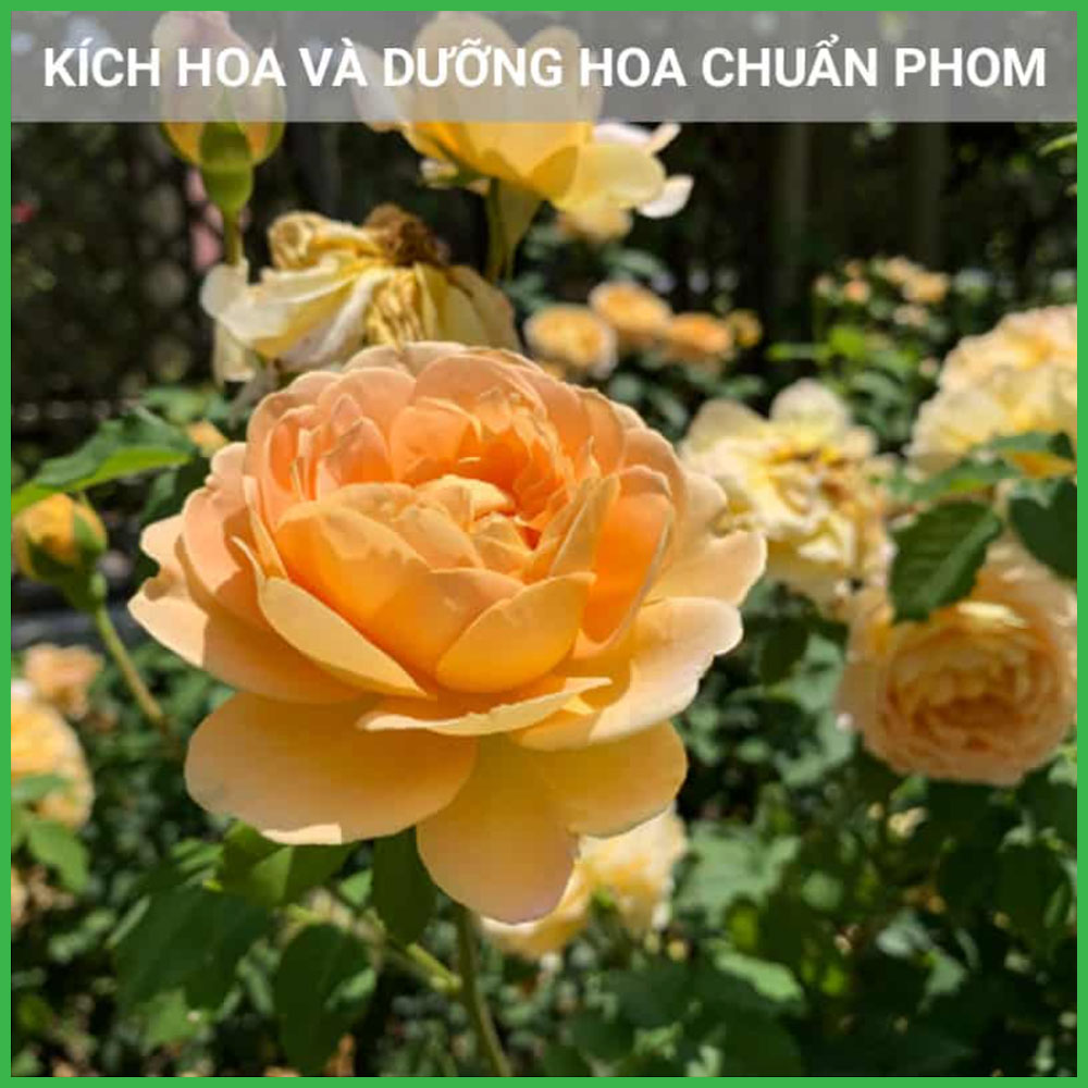 Phân Dơi Hữu Cơ Cao Cấp Dạng Viên Nén Gói 700 Gram