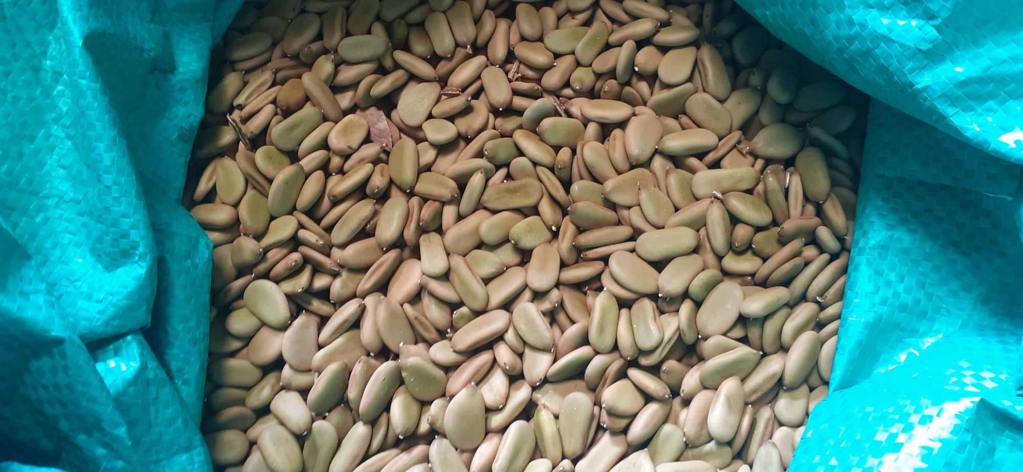 800gram hạt keo gai giống