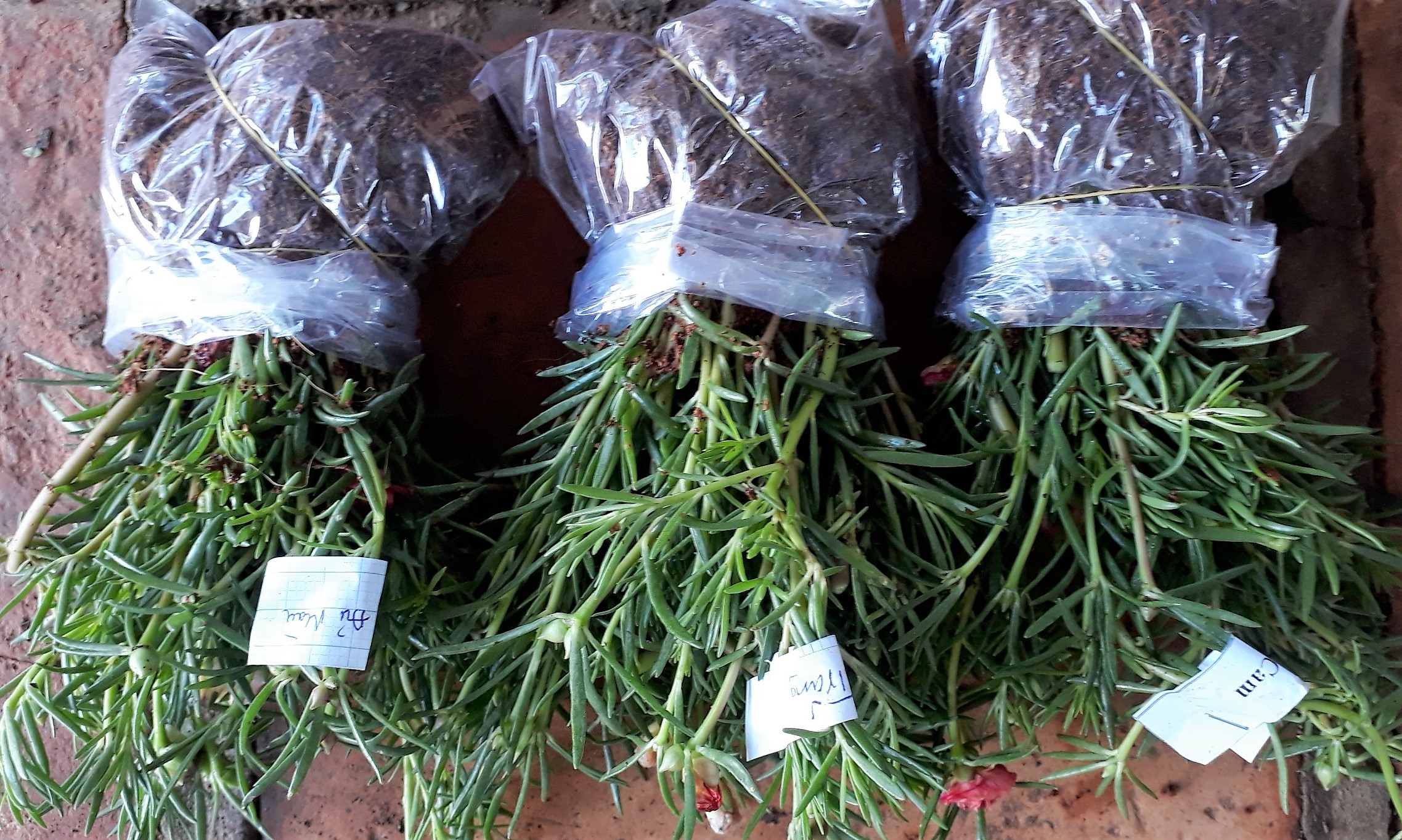 Combo 3 bó Hoa 10 giờ Thái, giá rẽ #69k, 1 bó 50 cây, có 6/15 màu để chọn: 1.Đỏ/2.Vàng/3.Trắng/4.Tím/5.Nghệ/6.Hồng/7.Da/8.Cam/9.HồngViền/ 10.TímViền/11.CamĐất/12.TrắngViền(đơn)/13.TímViền(đơn)/14.VàngChanh/15.TrắngViền