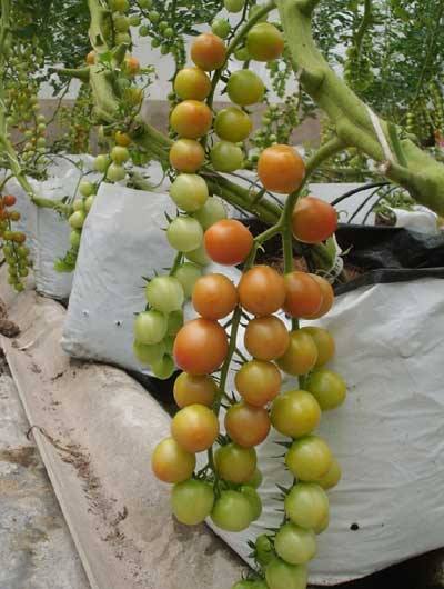 "Gói 30 Hạt " Hạt giống cà chua bi dây quả vàng cherry