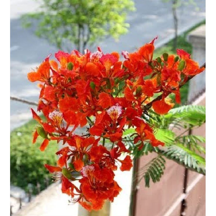 Hạt giống hoa phượng vĩ đỏ - 5 hạtgói