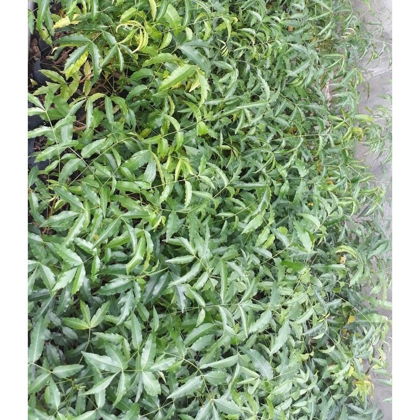 Cây Sầu Đâu Giống