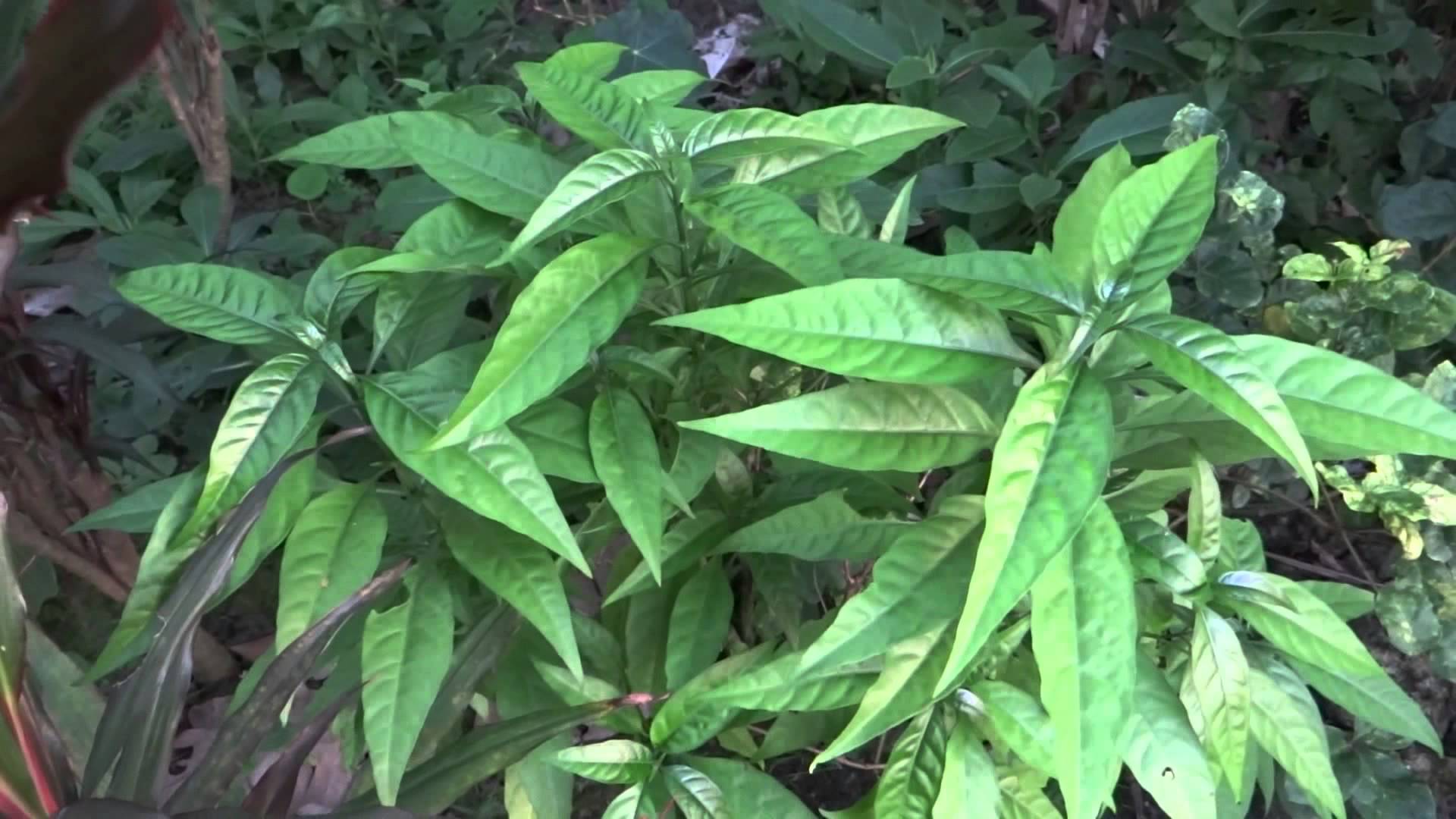 Cây lá hoàn ngọc (trắng) phơi khô 1 ký