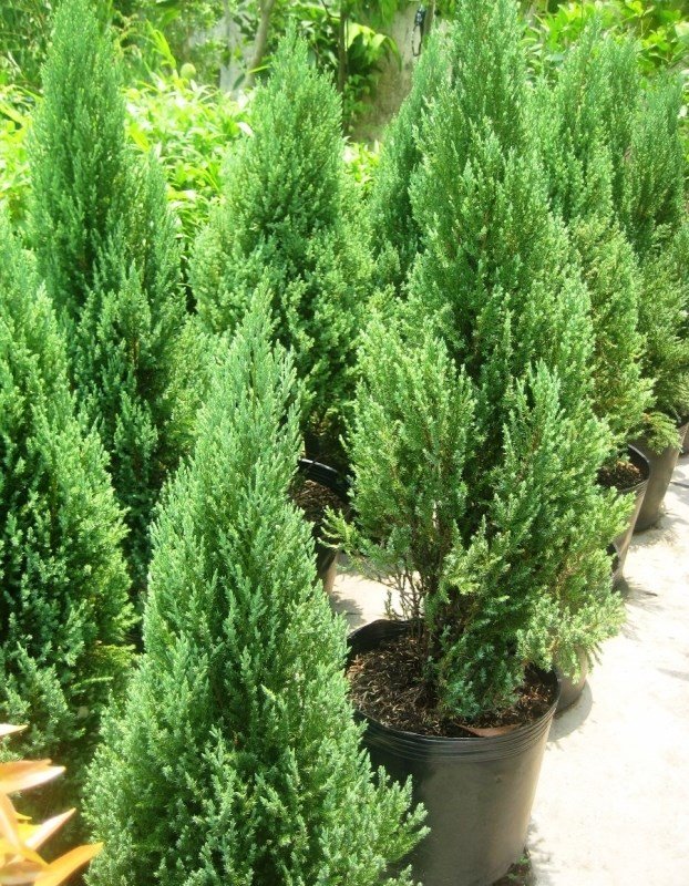 Cây giống Cây Sơn Tùng size lớn (trang trí Noel)