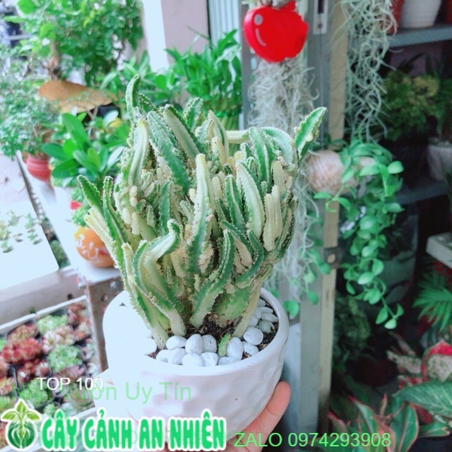 Chậu Cây Xương Rồng Thanh Sơn