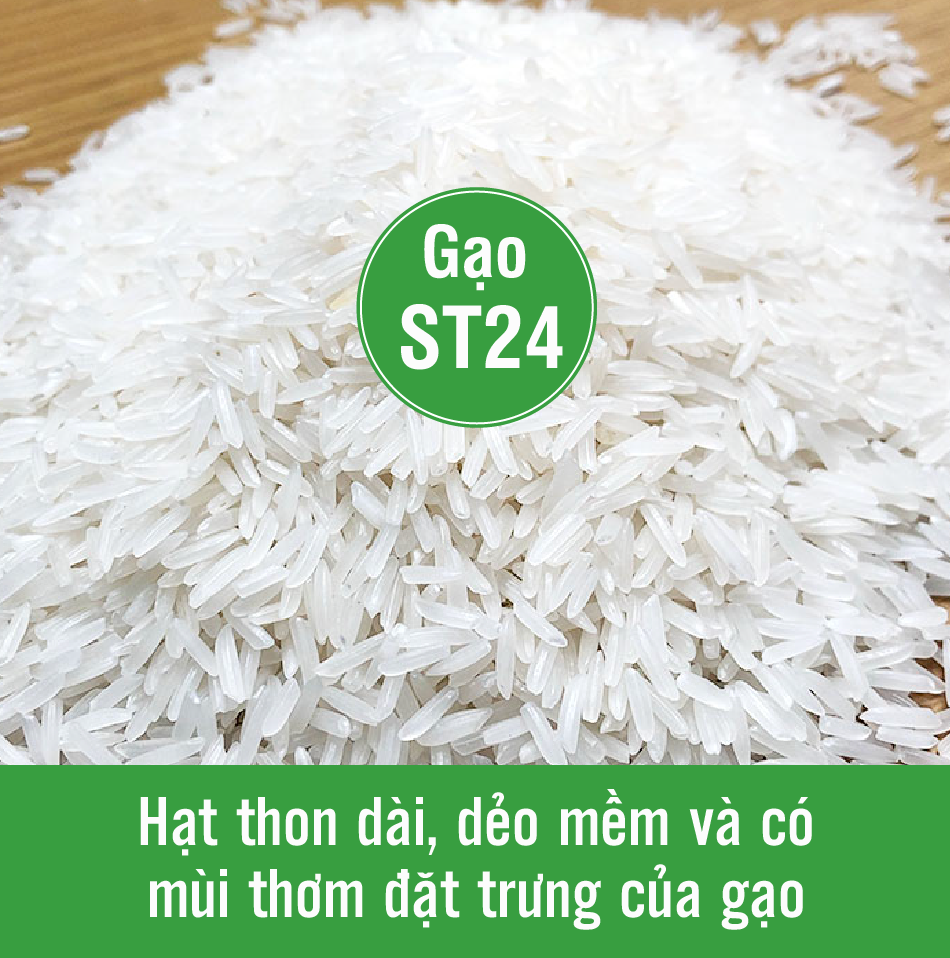 Gạo ST 24