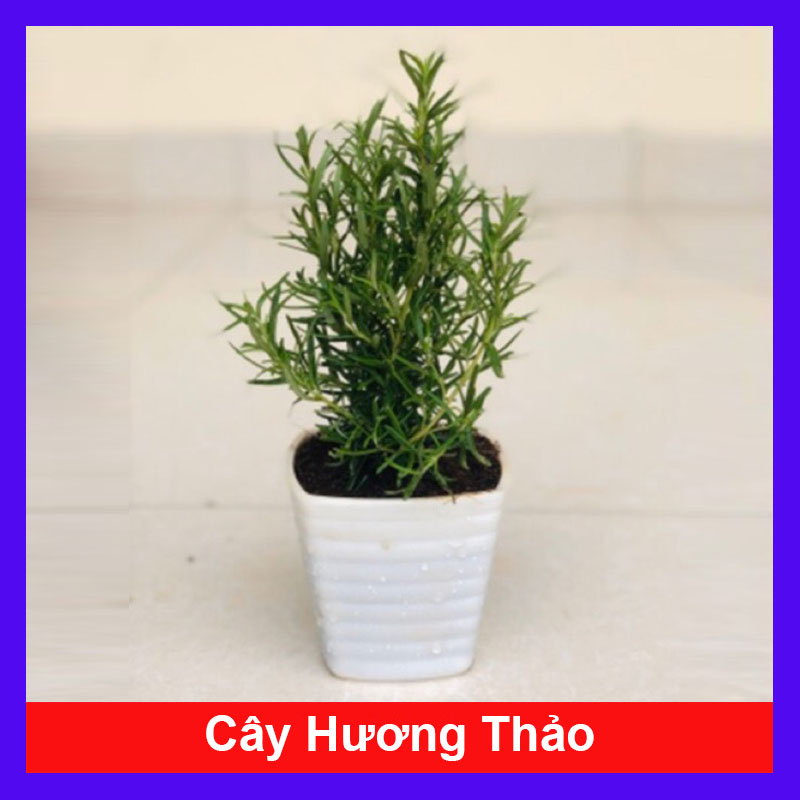 Cây hương thảo - rosemary - cây gia vị với hương thơm dịu nhẹ, vừa đuổi muỗi lại giúp thư giãn