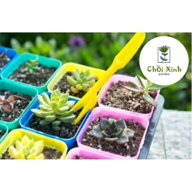 Bộ dụng cụ 2 món trồng cây sen đá, tiểu cảnh mini
