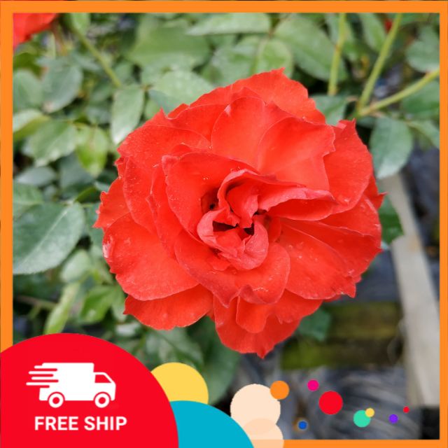 Cây Hồng Lửa Sa Đéc (hồng bụi) cam kết chất lượng