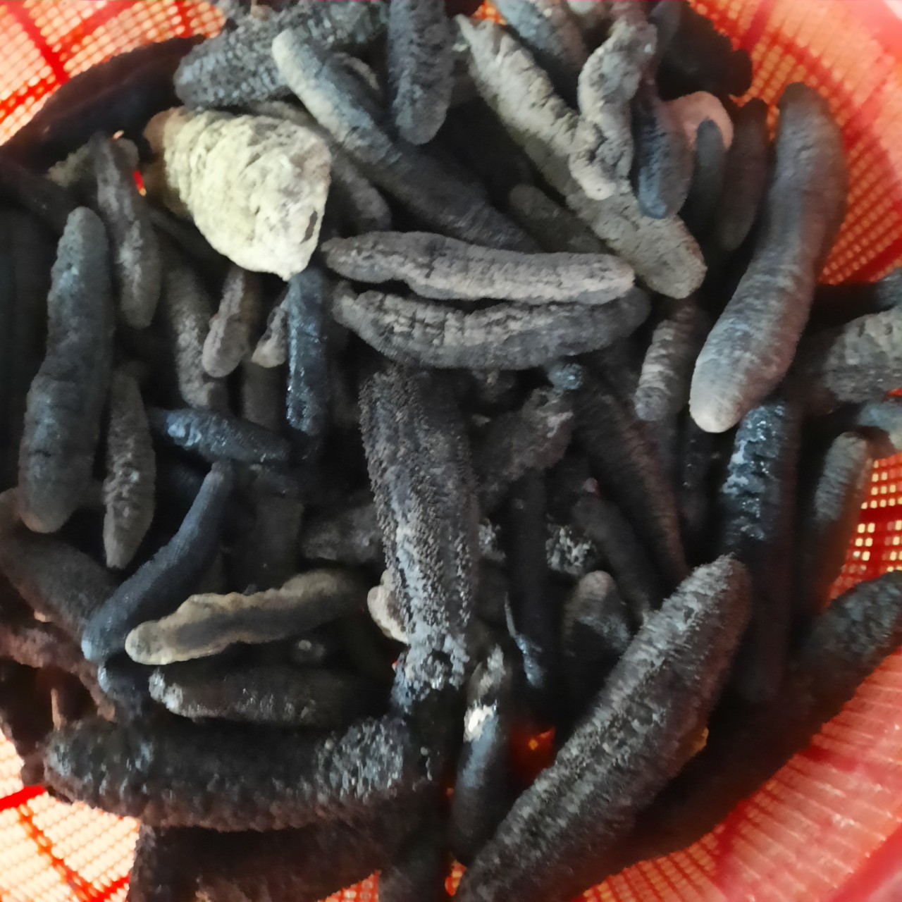 500gr Hải sâm đen. hải sâm loại đặc biệt. Dưa chuột biển