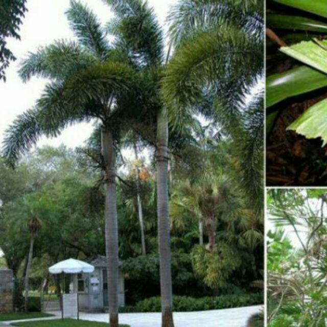 Giá Gốc - Cây cau đuôi chồn (australia)