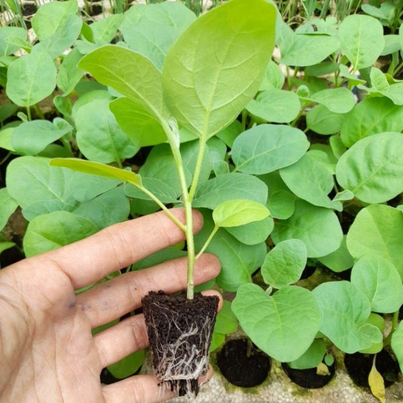 Combo 5 Cây giống cà pháo trắng muối chua, muối xổi. Vườn ở Tp Hcm
