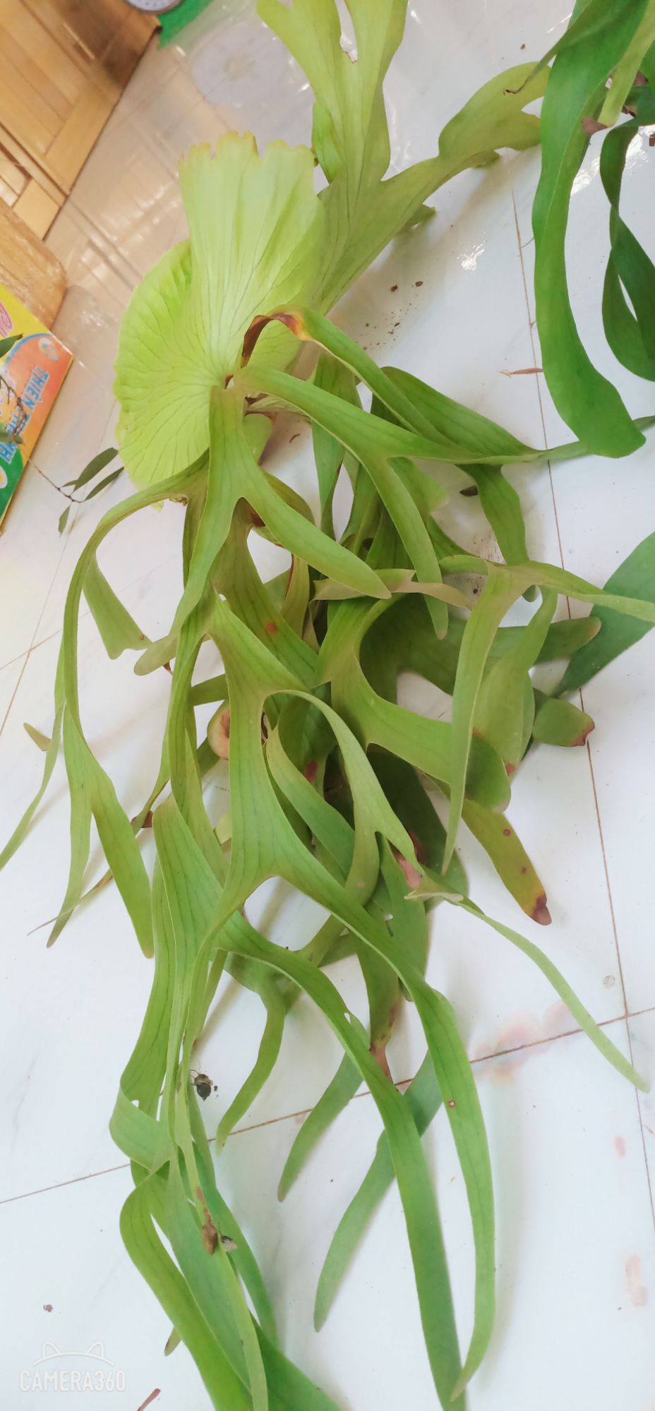 Cây Ổ Rồng