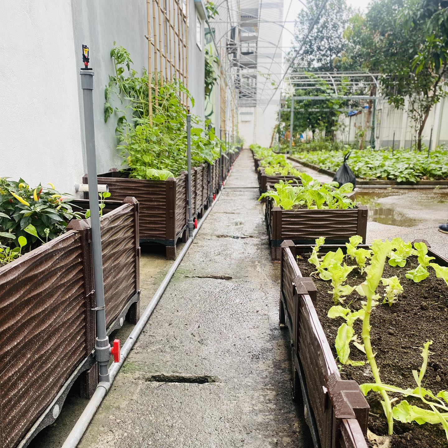 CHẬU GHÉP THÔNG MINH.KT: 100x100x39 Cm: Phù hợp trồng mọi loại cây và không gian.