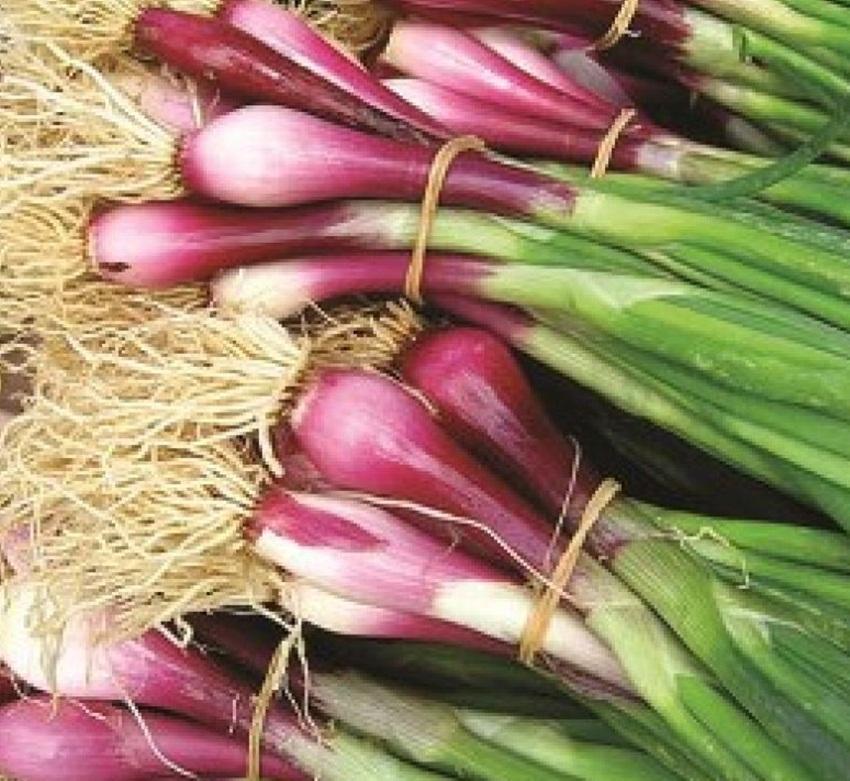 Hạt giống hành lá gốc tím