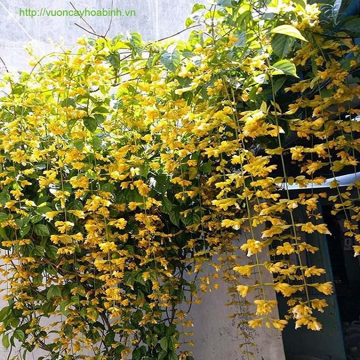 Hoa lan hoàng dương hoa leo rủ