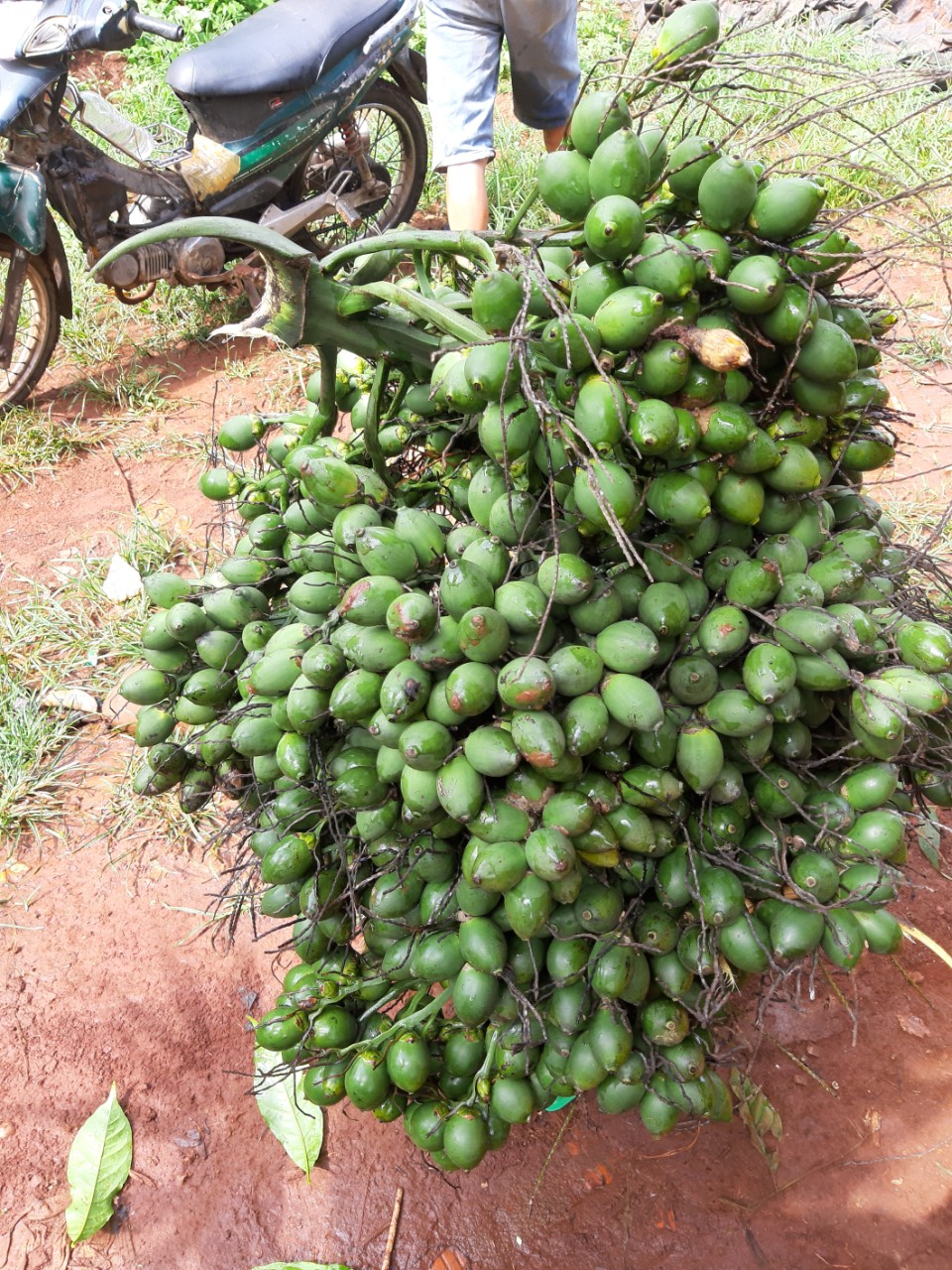 1 KG QUẢ CAU TƯƠI MIỀN BẮC