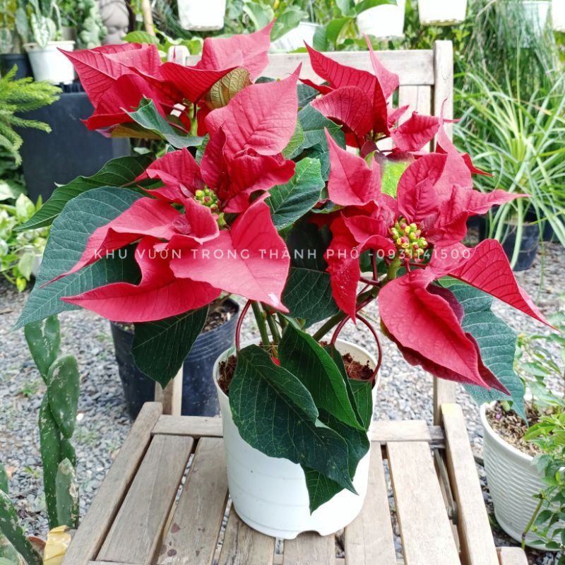 Cây trạng nguyên, hoa trạng nguyên chưng noel và tết