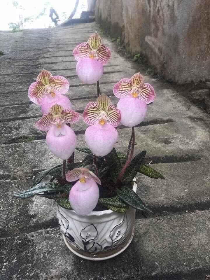 Hoa Lan hài hồng(1 cây) qq