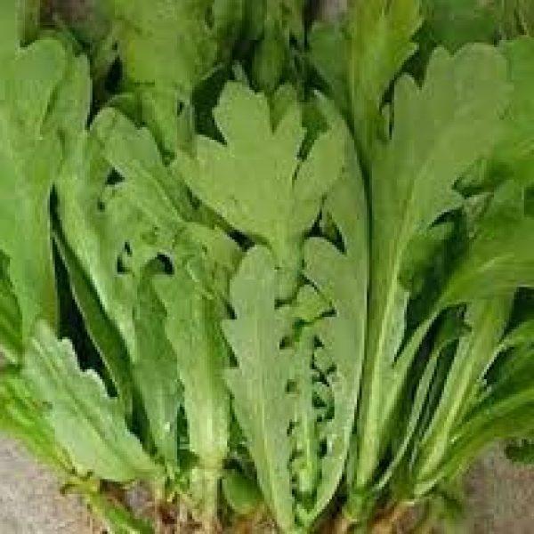 Sale Hạt giống rau cải cúc nếp