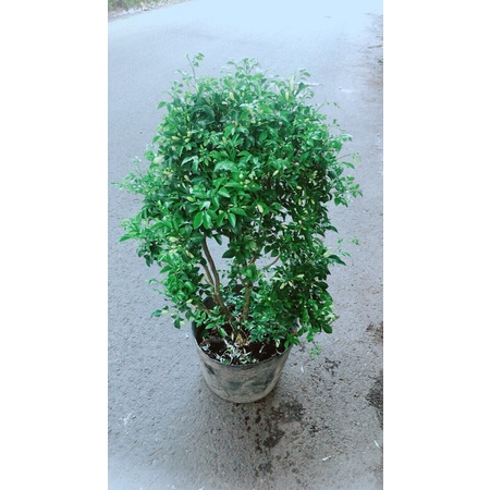 Nguyệt quế lớn cho hoa thơm