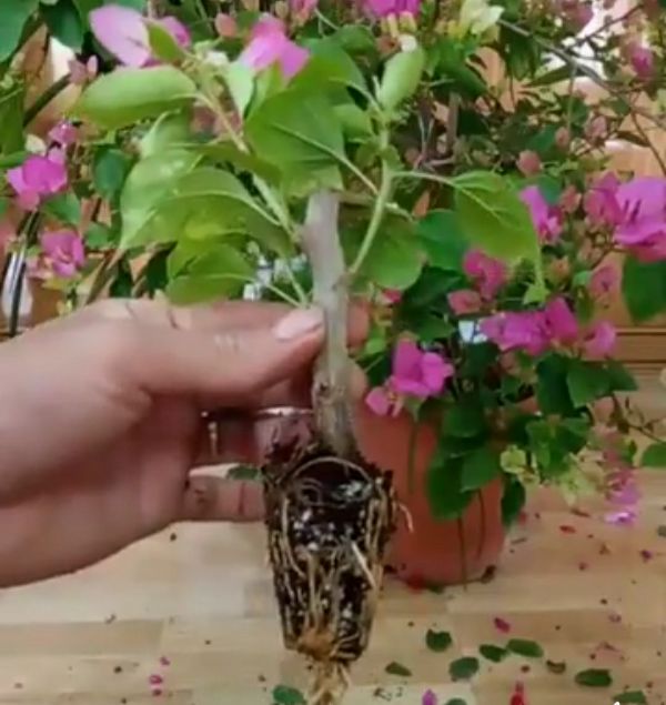 Cây Giống Hoa Giấy Mix Màu
