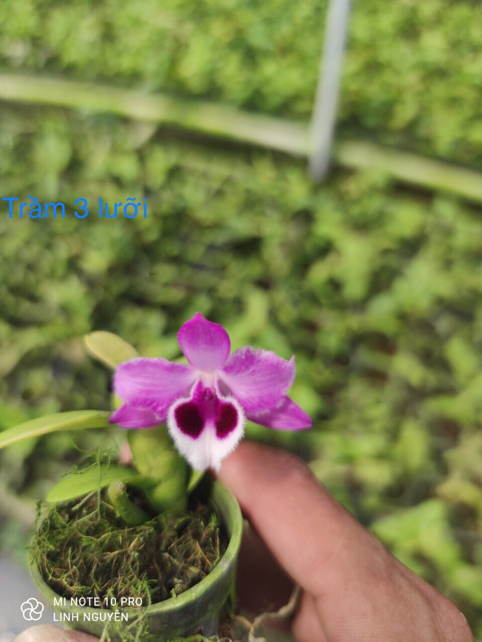 PHI ĐIỆP GIEO HẠT CÂY GIỐNG NHIỀU LOẠI