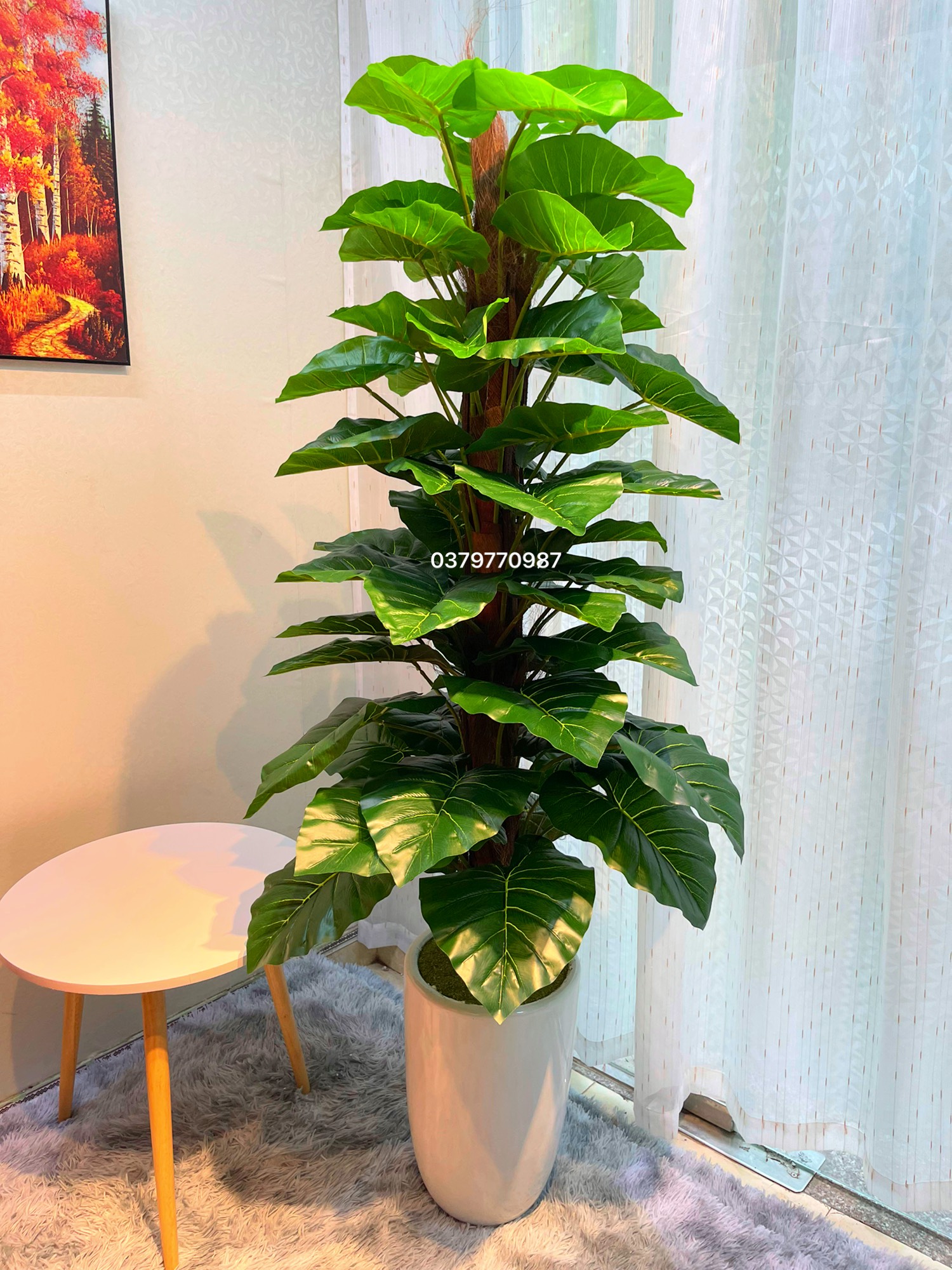 Cây trầu bà cột giả 1 mét 60 siêu to