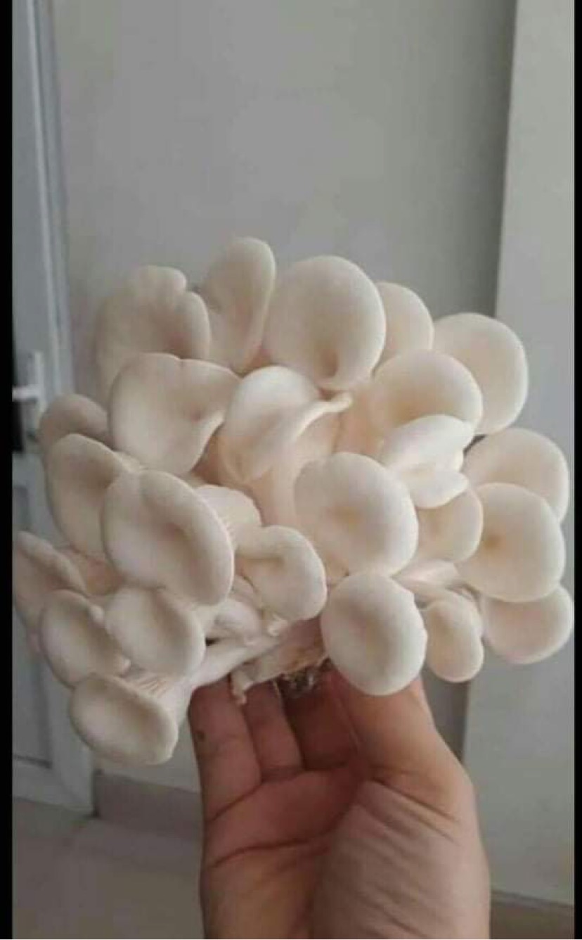 PHÔI NẤM SÒ TRẮNG