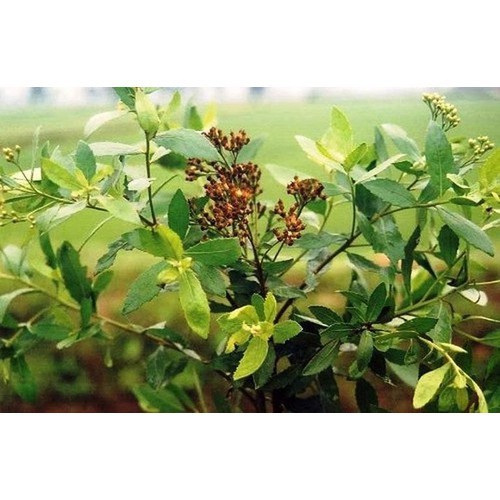 CÂY GIỐNG CÂY CÚC TẦN (CÂY ĐẠI BI , CÂY TỪ BI XANH)