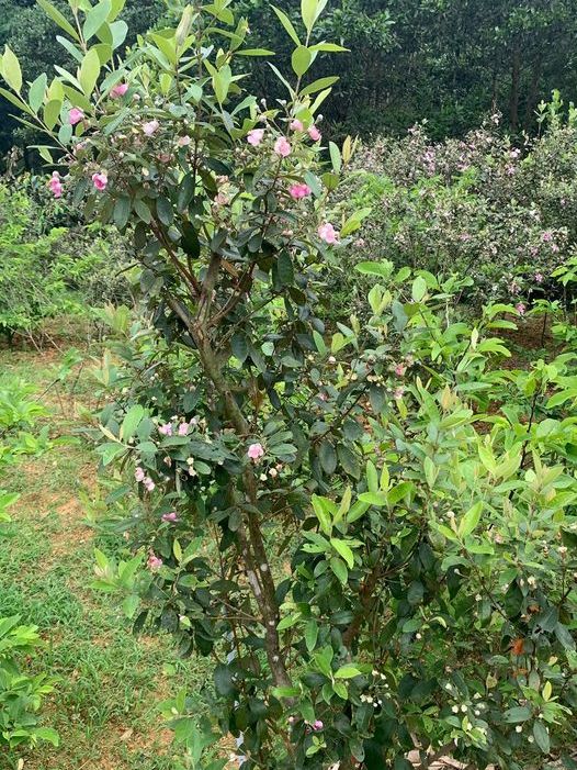 Giống cây sim rừng