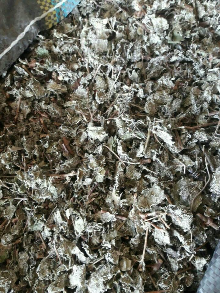 [HCM]1kg Chè dây Cao Bằng