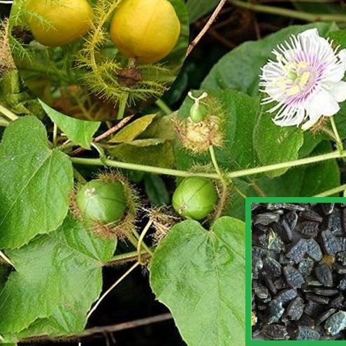 Hạt giống cây nhãn lồng (lạc tiên) - túi 30 hạt - VTNT