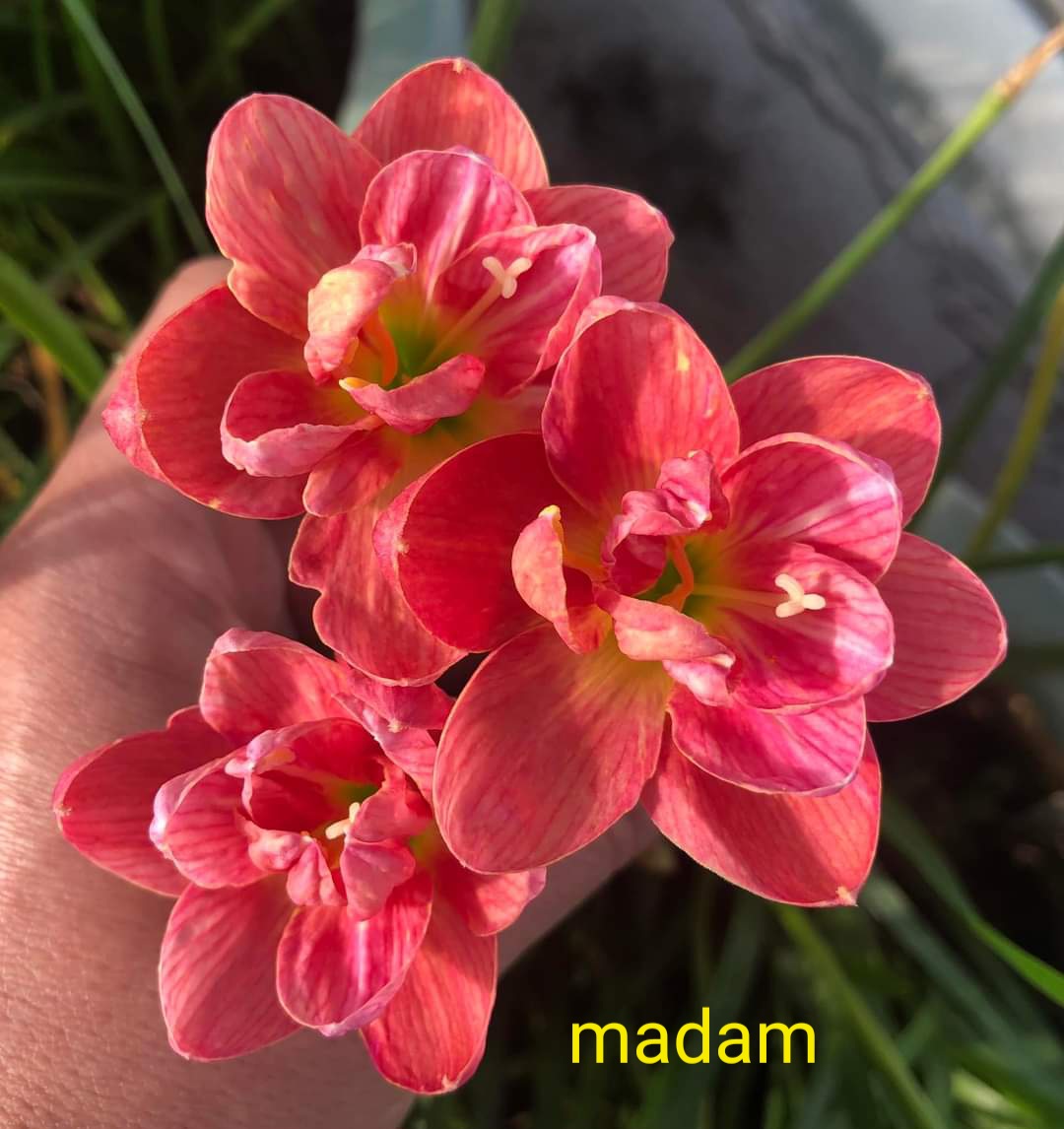 Củ huệ mưa cánh kép madam