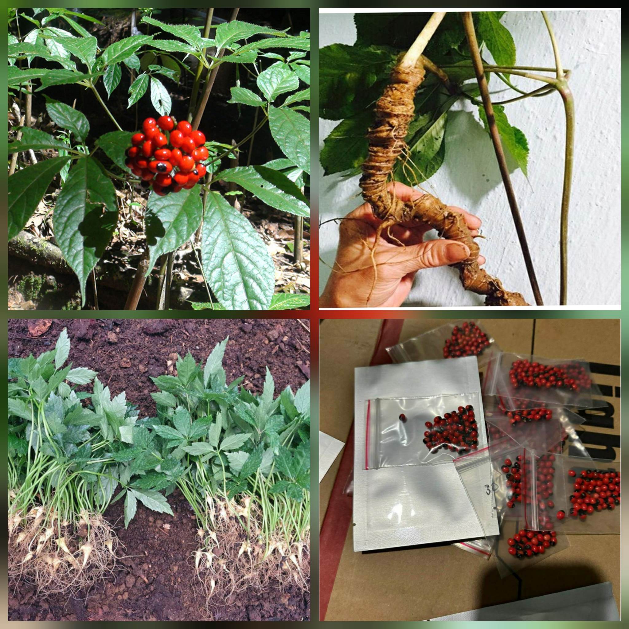 Hạt Giống Sâm Ngọc Linh ( 50 hạt.. )