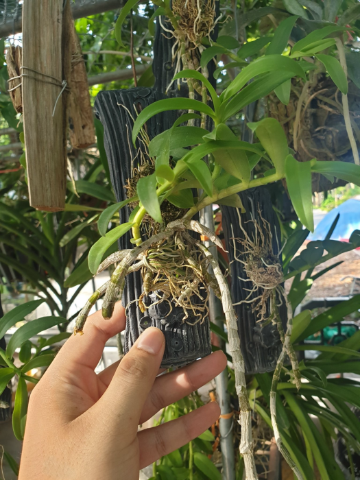 Lan phi điệp 5 cánh trắng thuần gỗ năm 3