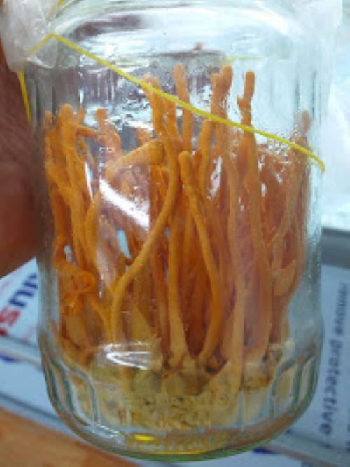 Đông Trùng Hạ Thảo ̣- Đế Sinh Khối