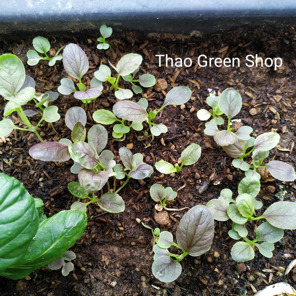 Hạt giống cải Pakchoi Tím (Red Ruby) 200 hạt