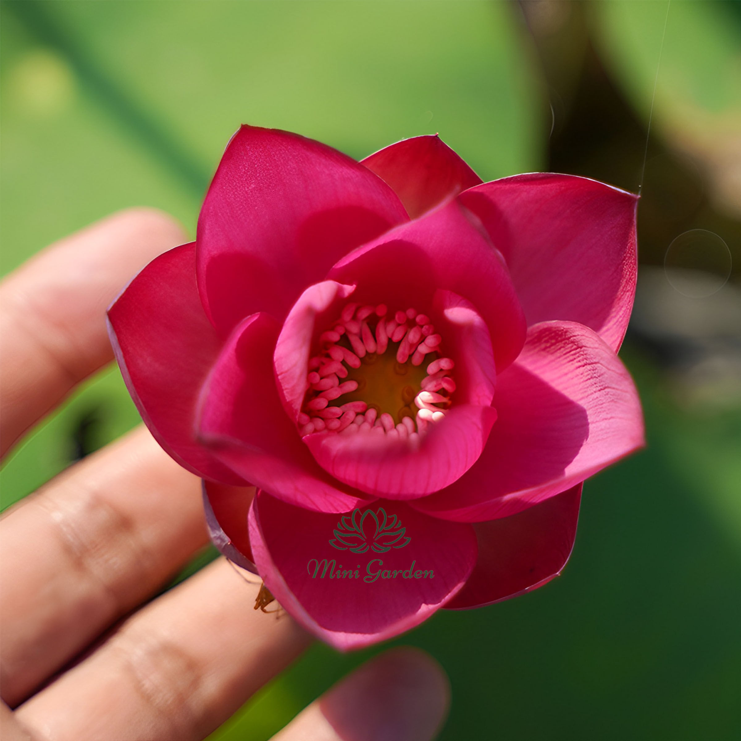 Củ sen mini Tú Mạc, củ sen giống, hoa sen mini nhật