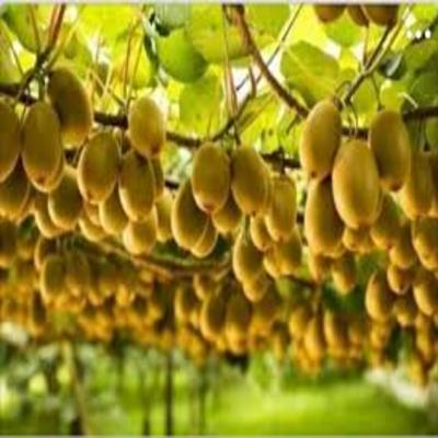 Cây kiwi ruột vàng giống nhập khẩu nguyên bầu